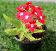 Verbena flowers 8 - 12cm - Greensouq - 
