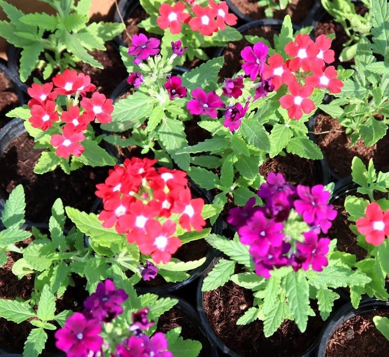 Verbena flowers 8 - 12cm - Greensouq - 