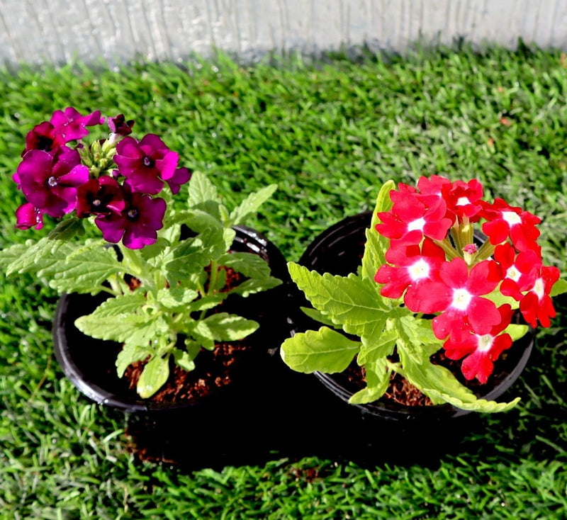 Verbena flowers 8 - 12cm - Greensouq - 
