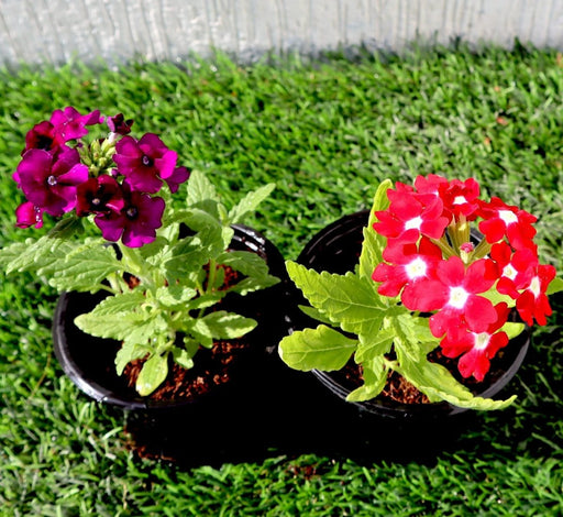 Verbena flowers 8 - 12cm - Greensouq - 