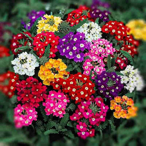 Verbena flowers 8 - 12cm - Greensouq - 