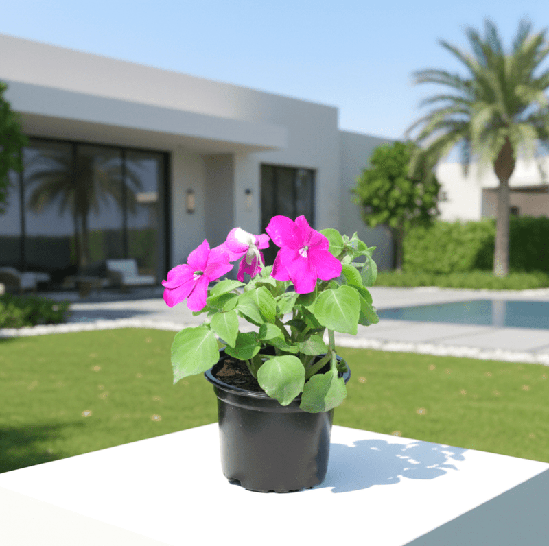 Vibrant Pink Impatiens Flowering Plant (10 - 15cm) - Greensouq - 