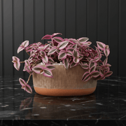 Vibrant Tradescantia 'Nanouk' Houseplant | Wandering Jew / Dude Pink & Green Trailing Vine in Modern Grooved Pot - Greensouq - 