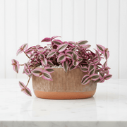 Vibrant Tradescantia 'Nanouk' Houseplant | Wandering Jew / Dude Pink & Green Trailing Vine in Modern Grooved Pot - Greensouq - 
