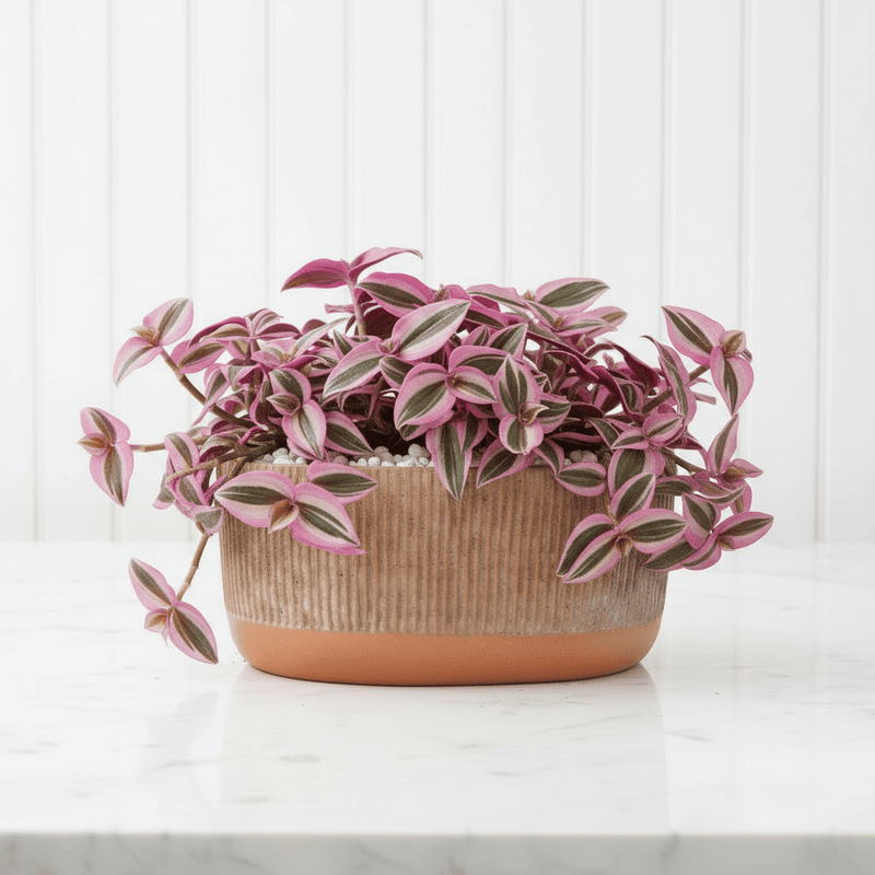 Vibrant Tradescantia 'Nanouk' Houseplant | Wandering Jew / Dude Pink & Green Trailing Vine in Modern Grooved Pot - Greensouq - 