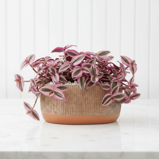 Vibrant Tradescantia 'Nanouk' Houseplant | Wandering Jew / Dude Pink & Green Trailing Vine in Modern Grooved Pot - Greensouq - 