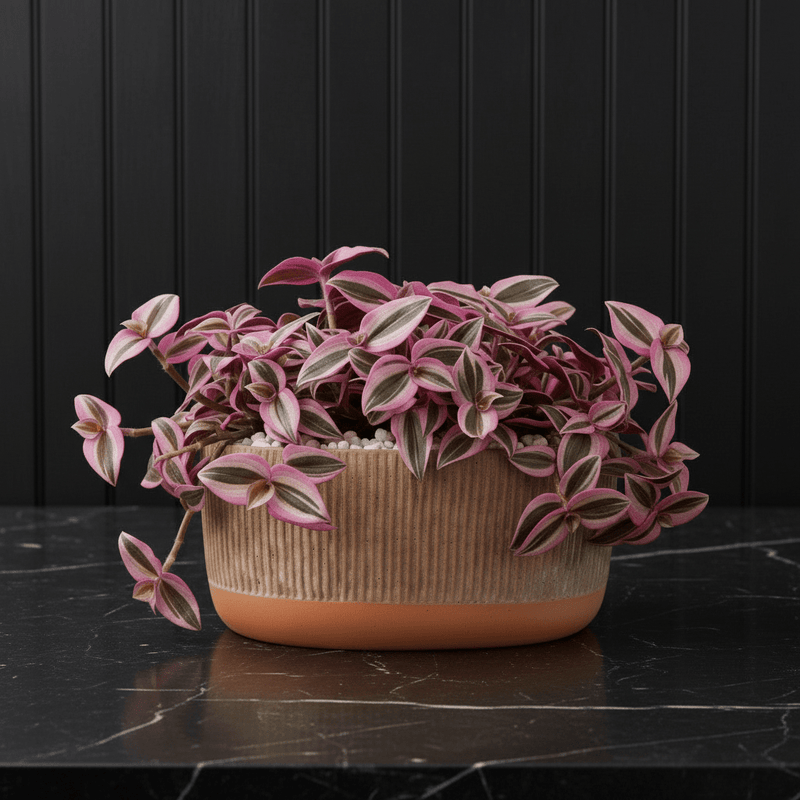 tradescantia nanouk pink trailing house plant Vibrant Tradescantia 'Nanouk'