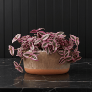 Vibrant Tradescantia 'Nanouk' Houseplant | Wandering Jew / Dude Pink & Green Trailing Vine in Modern Grooved Pot - Greensouq - 