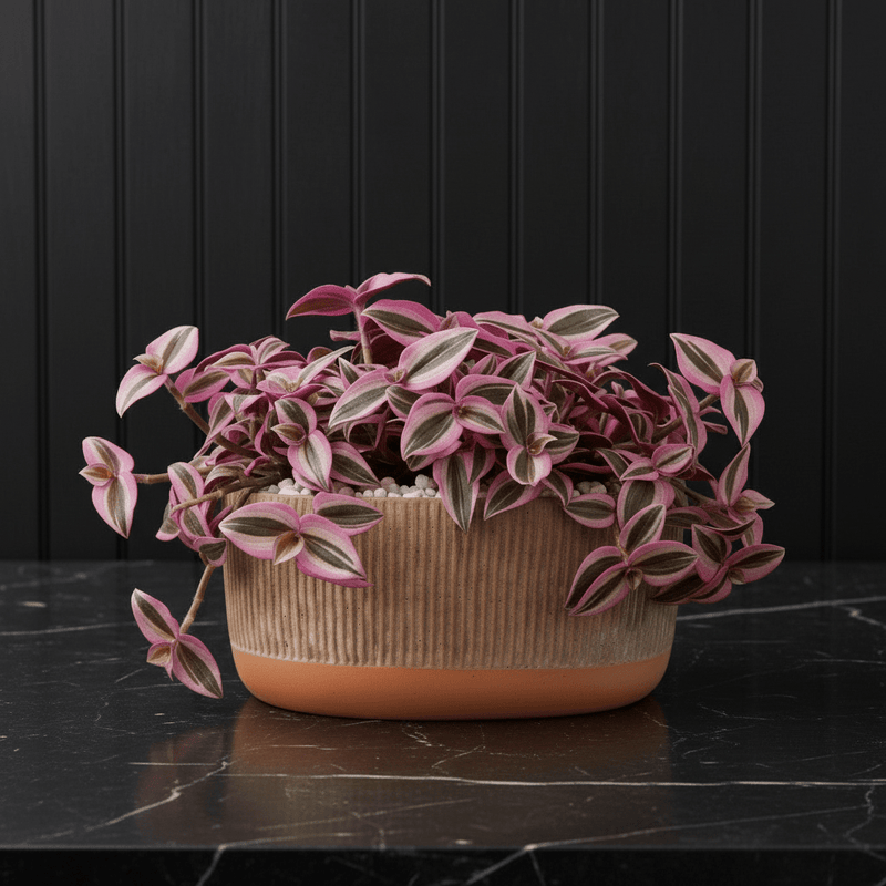Vibrant Tradescantia 'Nanouk' Houseplant | Wandering Jew / Dude Pink & Green Trailing Vine in Modern Grooved Pot - Greensouq - 