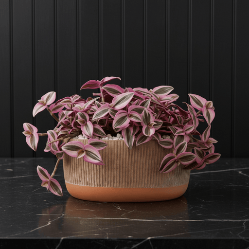 Vibrant Tradescantia 'Nanouk' Houseplant | Wandering Jew / Dude Pink & Green Trailing Vine in Modern Grooved Pot - Greensouq - 