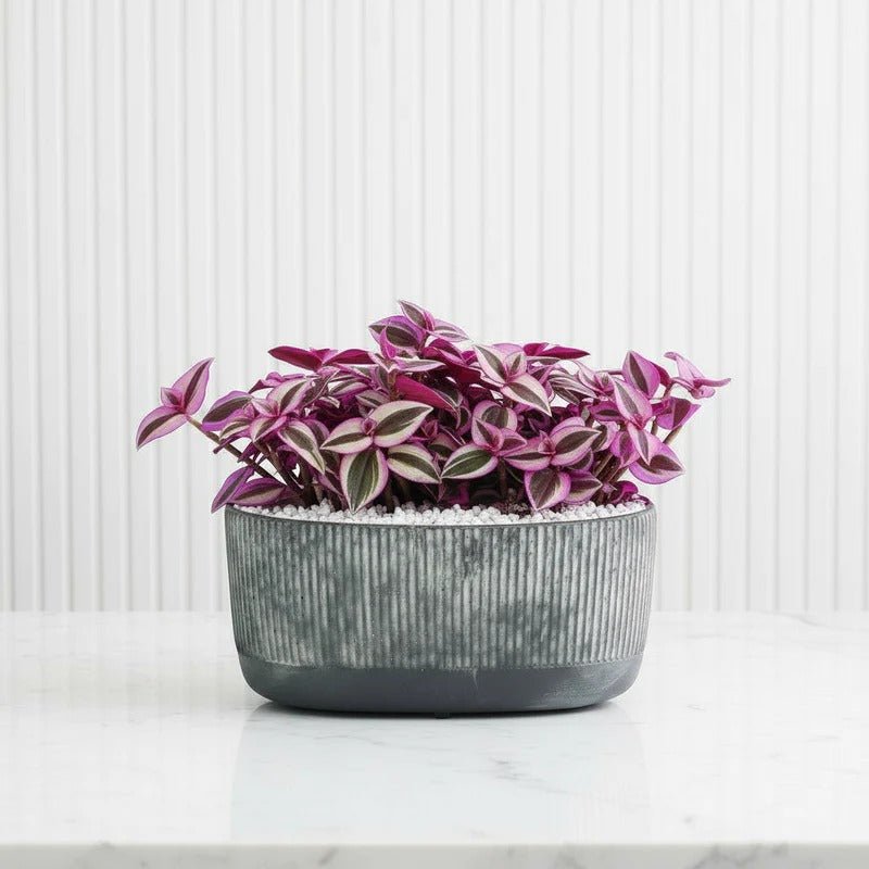 Vibrant Tradescantia 'Nanouk' Houseplant | Wandering Jew / Dude Pink & Green Trailing Vine in Modern Grooved Pot - Greensouq - 