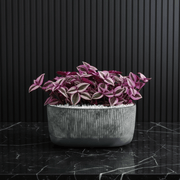 Vibrant Tradescantia 'Nanouk' Houseplant | Wandering Jew / Dude Pink & Green Trailing Vine in Modern Grooved Pot - Greensouq - 