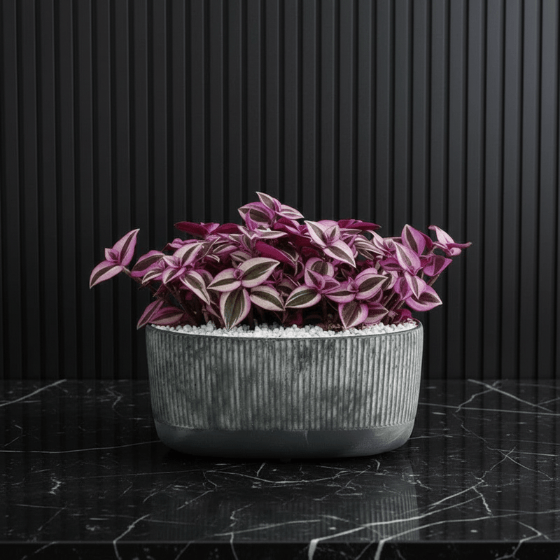 Vibrant Tradescantia 'Nanouk' Houseplant | Wandering Jew / Dude Pink & Green Trailing Vine in Modern Grooved Pot - Greensouq - 