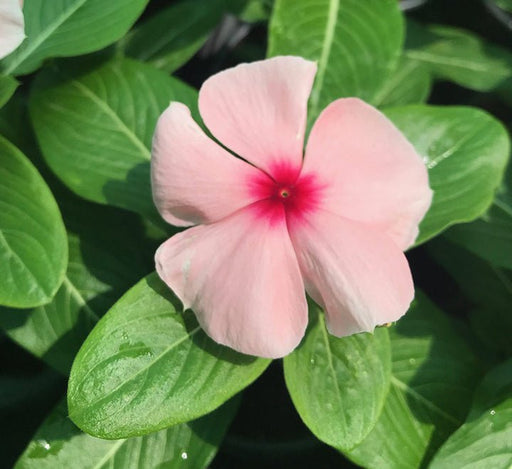 Vinca flowers 10 - 15cm - Greensouq - 