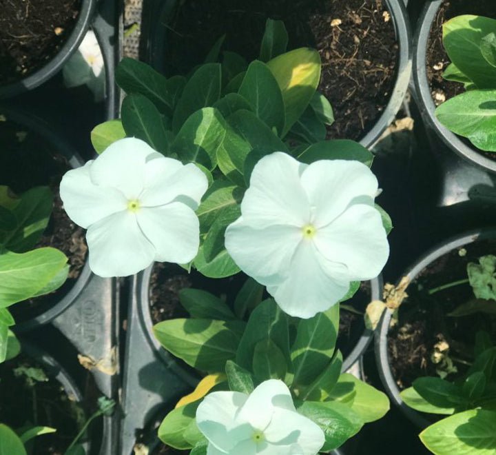Vinca Hanging flowers 10 - 15cm - Greensouq - 