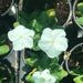 Vinca Hanging flowers 10 - 15cm - Greensouq - 