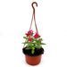 Vinca Hanging flowers 10 - 15cm - Greensouq - 