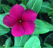 Vinca Hanging flowers 10 - 15cm - Greensouq - 