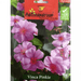 Vinca Pinkie Flower Seeds by Agrimax Spain - Greensouq - 