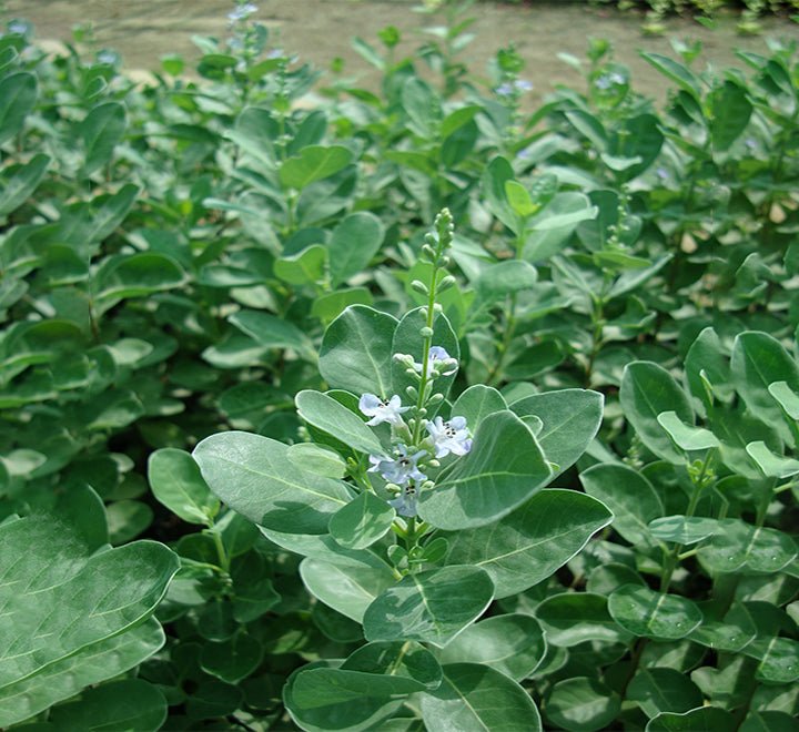Vitex Rotundifolia or Beach Vitex - Greensouq - 