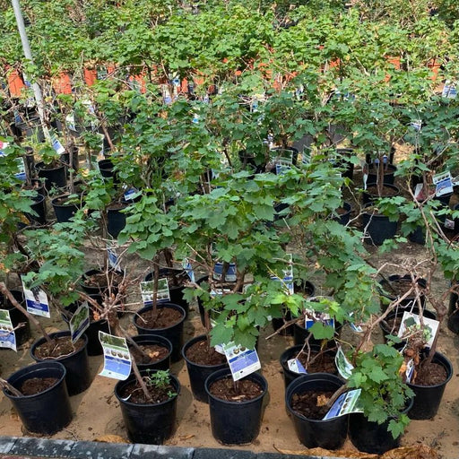 Vitis vinifera Or Grapes Yellow Spain 1.0 - 1.2m الشجرالعنب فاين - Greensouq - 