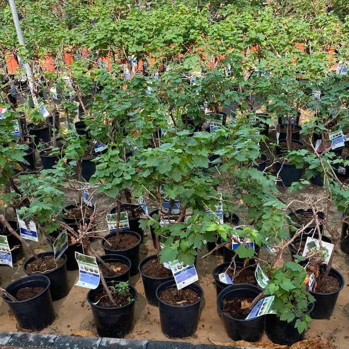Vitis vinifera Or Grapes Yellow Spain 1.0 - 1.2m الشجرالعنب فاين - Greensouq - 