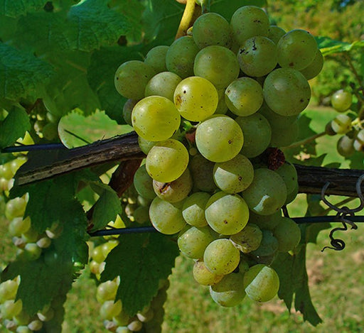 Vitis vinifera Or Grapes Yellow Spain 1.0 - 1.2m الشجرالعنب فاين - Greensouq - 