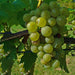 Vitis vinifera Or Grapes Yellow Spain 1.0 - 1.2m الشجرالعنب فاين - Greensouq - 