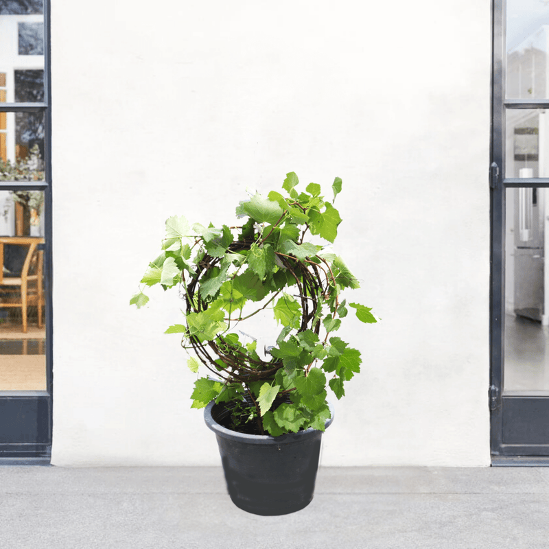 Vitis vinifera Or Pakistani Grapes Plant الشجرالعنب فاين - Greensouq - 