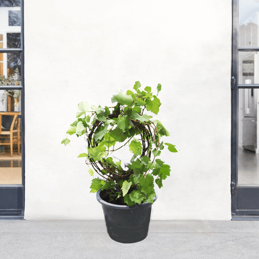 Vitis vinifera Or Pakistani Grapes Plant الشجرالعنب فاين - Greensouq - 