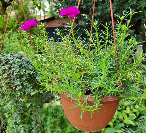 Portulaca Grandiflora "Hanging" Rose Moss Green Souq