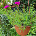 Portulaca Grandiflora "Hanging" Rose Moss Green Souq