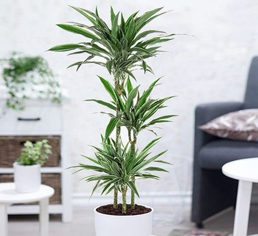 Dracaena fragrans deremensis “Warneckei”
