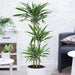 Dracaena fragrans deremensis “Warneckei”