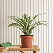 🌿 Warneckii Dracaena: Graceful Tropical Beauty - Greensouq - 