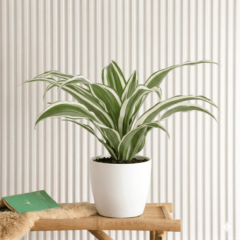 🌿 Warneckii Dracaena: Graceful Tropical Beauty - Greensouq - 