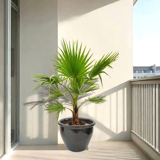 washingtonia in black rolled rim pot