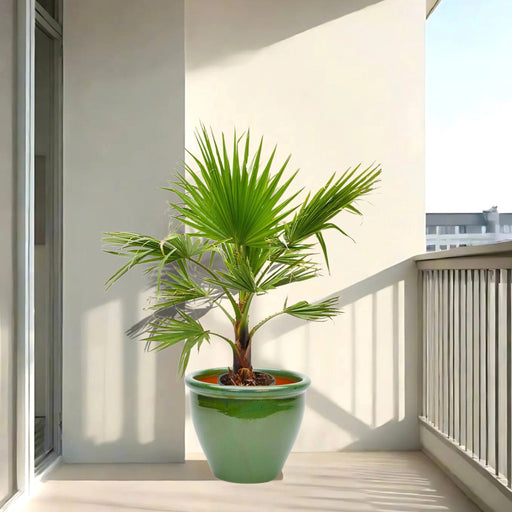 washingtonia in green rolled rim pot
