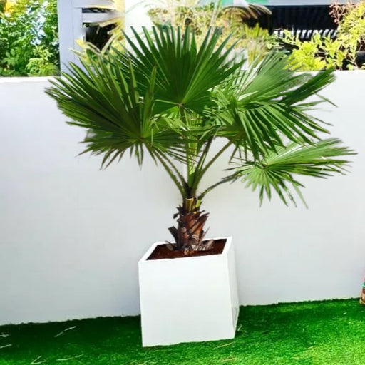 washingtonia in grp pot