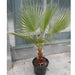 Washingtonia Robusta "Mexican Fan Palm" - Greensouq - 