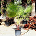 Washingtonia Robusta "Mexican Fan Palm" - Greensouq - 