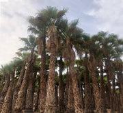 Washingtonia Robusta "Mexican Fan Palm" - Greensouq - 