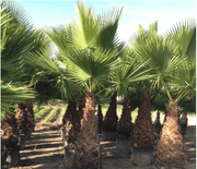 Washingtonia Robusta "Mexican Fan Palm" - Greensouq - 