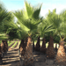 Washingtonia Robusta "Mexican Fan Palm" - Greensouq - 