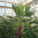 Washingtonia Robusta "Mexican Fan Palm" - Greensouq - 