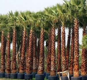 Washingtonia Robusta "Mexican Fan Palm" - Greensouq - 