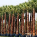 Washingtonia Robusta "Mexican Fan Palm" - Greensouq - 