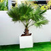 Washingtonia Robusta "Mexican Fan Palm" in Grp Square Pot - Greensouq - 