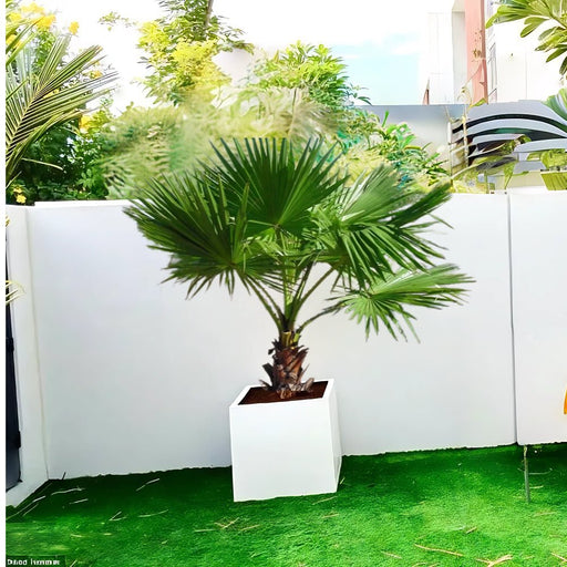 Washingtonia Robusta "Mexican Fan Palm" in Grp Square Pot - Greensouq - 