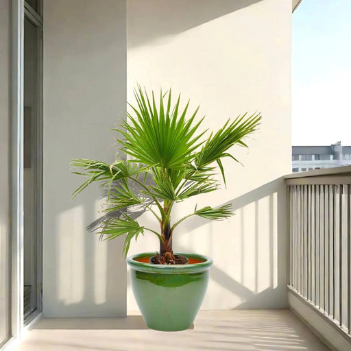 Washingtonia Robusta "Mexican Fan Palm" Small in Rolled Rim Pot - Greensouq - 